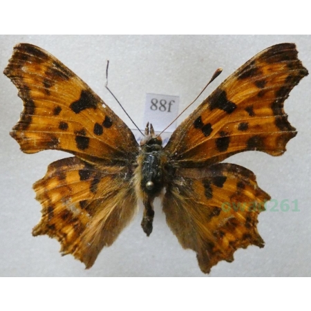 Polygonia c-album (Linnaeus, 1758) Rusałka ceik Czech88f